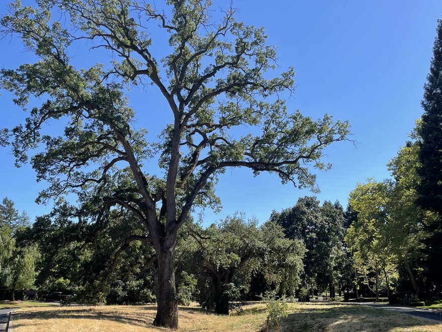 A Heritage Oak in one of the open common areas at Hidden Oaks at Blackhawk.